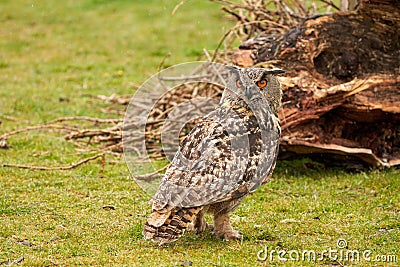 A detailed head of a six week old owl chick eagle owl. Orange eyes stare into the camera Stock Photo