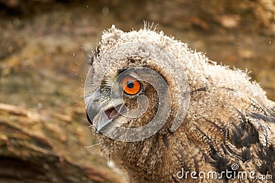 A detailed head of a six week old owl chick eagle owl. With orange eyes Stock Photo