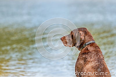 Detailed headshot of a German Short haired Pointer, GSP dog sitting on the beach of a lake during a summer day. He Stock Photo