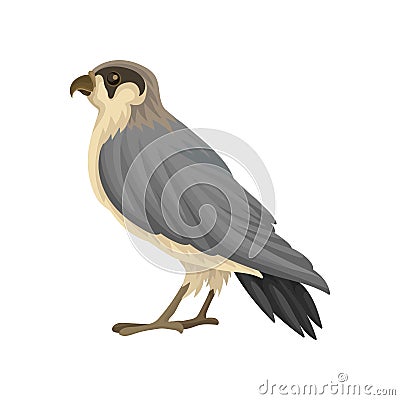 Detailed flat vector icon of Egyptian falcon. Predatory bird with long gray-black pointed wings and notched beak Vector Illustration