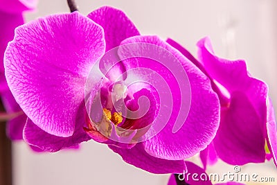 detailed inside inflorescence purple orchid flower - phalaenopsis Stock Photo