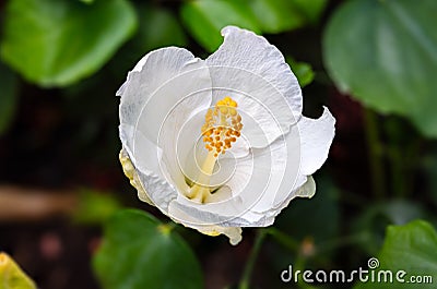 Detailed macro close up of a white hibiscus flower Stock Photo