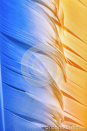 Colorful goose feathers in bright contrast light Stock Photo