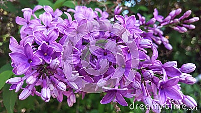 Lilac Colored Lilac Panicle Macro Stock Photo