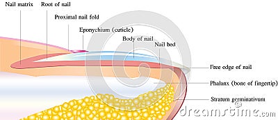 Detailed Nail Anatomy Stock Photos - Image: 15875093