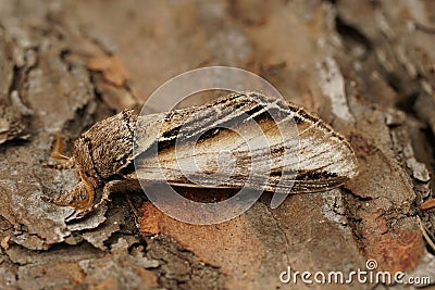 Natural closeup on the Swallow promintent moth, Pheosia tremula, sitting on wood Stock Photo