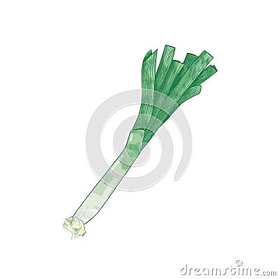 Detailed natural drawing of leek leaves. Fresh organic raw vegetable, cultivated food crop or veggie product hand drawn Vector Illustration