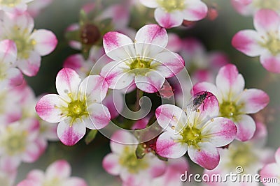 Closeup on the colorful white and pink Saxifrage flowers in the garden Stock Photo