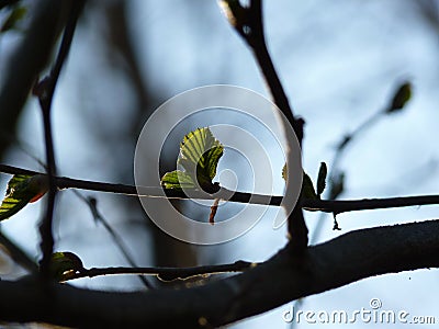 Silhouette of common alder Alnus glutinosa branch with fresh young growing leaves in the spring forest Stock Photo