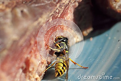 Close up of a meat eating wasp Stock Photo