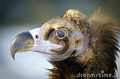 Detailed portrait of a brown head vulture Stock Photo