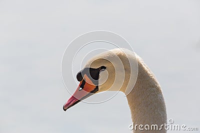 Detailed portrait of natural mute swan Cygnus olor head Stock Photo