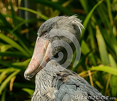 Detailed portrait of shoebill bird Balaeniceps rex Stock Photo