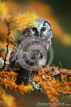 Detailed portrait of small Boreal owl in the orange larch forest in central Europe Stock Photo