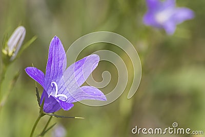 Detailed purple harebell during spring in a green meadow Stock Photo