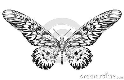 Detailed realistic sketch of a butterfly Vector Illustration