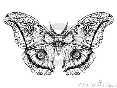 Detailed realistic sketch of a butterfly / moth Vector Illustration