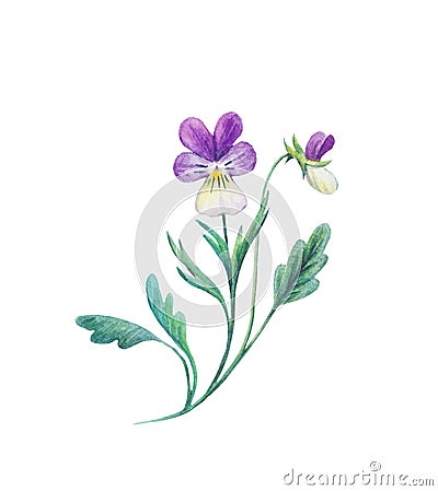 Detailed realistic watercolor botanical illustration. Pansy flowers, viola tricolor, isolated on white background. Cartoon Illustration