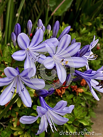 Detailed And Remarkable Macro Close Shot! Purple Detailed And Delicate Flower With Blurred Background Stock Photo