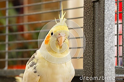 Detailed, shallow focus of an adult, mail Cockatiel seen in his opened cage. Stock Photo