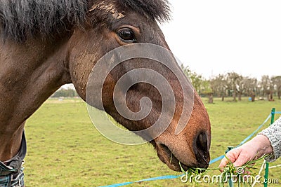 Detailed, shallow focus image of a chestnut coloured Horse seen grazing. Stock Photo