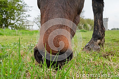 Detailed, shallow focus image of a chestnut coloured Horse seen grazing. Stock Photo