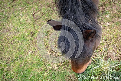 Detailed, shallow focus image of a chestnut coloured Horse seen grazing. Stock Photo