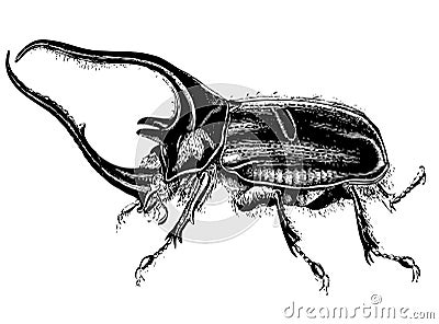 Detailed sketch beetle stag Stock Photo