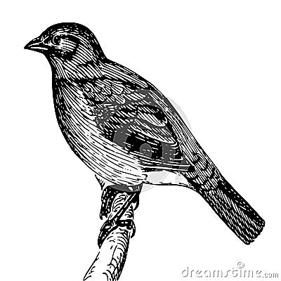 Detailed sketch of a bird on a branch Vector Illustration