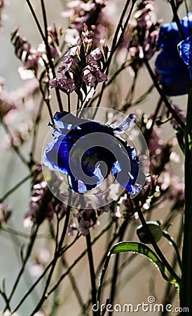 Detailed spring macro closeup inflorescence of blooming Limonium and Blue delphinium flower. Stock Photo