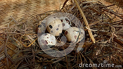 Detailed texture of five quail eggs on straw and woven bamboo which is partially damaged Stock Photo