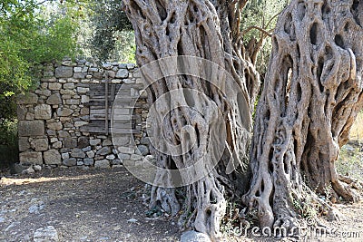 Tree Bark Stock Photo