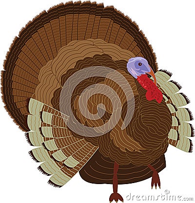 Detailed turkey : Thanksgiving Vector Illustration