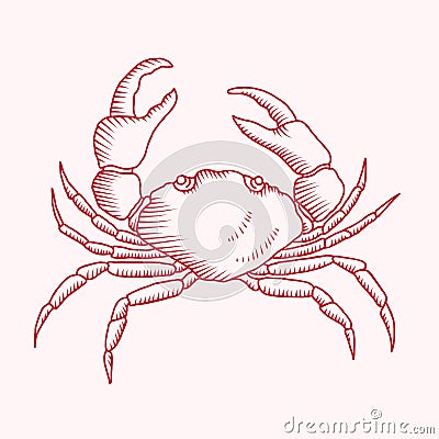 Detailed vector drawing of a sea crab Vector Illustration