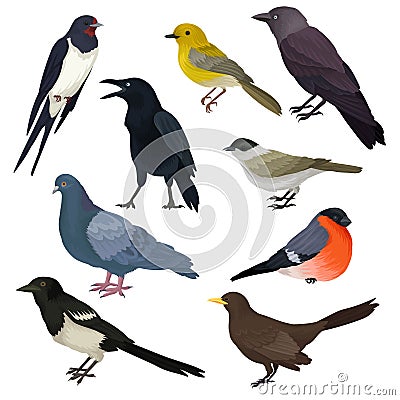 Detailed vector icons of different species of birds. Wildlife or fauna theme. Elements for ornithology book, print or Vector Illustration