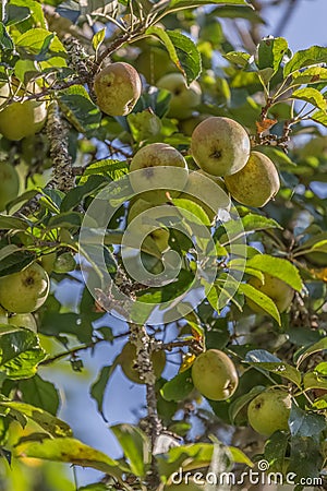Detailed view of an apple tree with natural fruits and blurred background Stock Photo