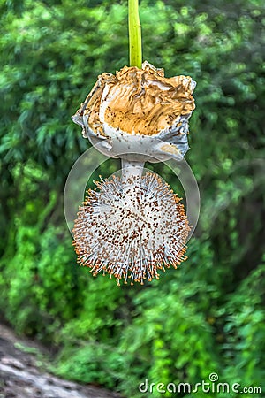 Detailed view of a baobab flower Stock Photo