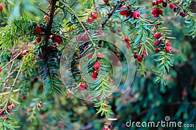 Detailed view of European Yew or Taxus Baccata Stock Photo