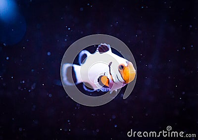 White Clownfish on Black Background Stock Photo