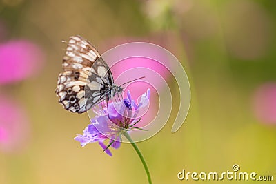Detailed view marbled white butterfly melanargia occitanica Stock Photo