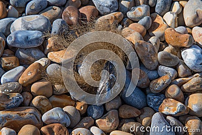 Close up of a closed mussel on a pebble beach Stock Photo