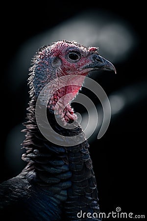 Detailed View of Norfolk Bronze Turkey Stock Photo