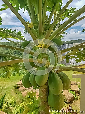Detailed view of papaya tree with detailed growing papayas, typically tropical tree on Africa Stock Photo
