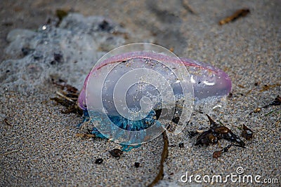 A detailed view of a Portuguese Man-O-War washed ashore on the beach in Cornwall Stock Photo
