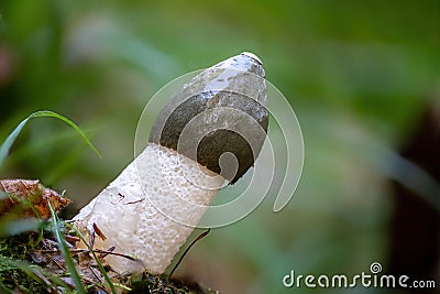 Detailed view of a stinkhorn against a blurred background Stock Photo