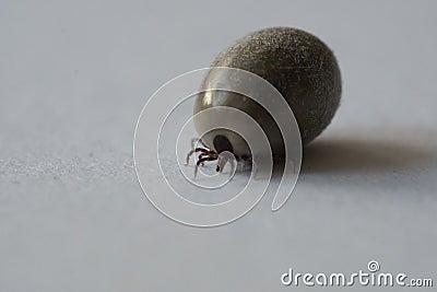 Detailed view of a tick with copy space Stock Photo