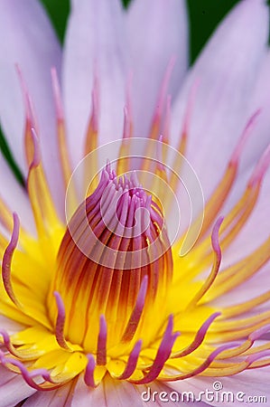 Detailed Waterlily Stock Photo