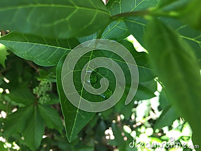 Details of beautiful leaf with drops of water Stock Photo