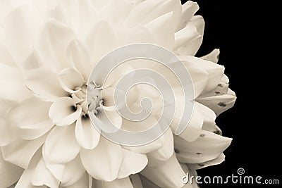 Details of blooming white dahlia fresh flower macro photography. Light sepia monochromatic photo. Stock Photo