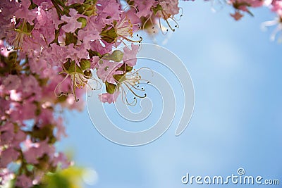 Blush colored blossoms Stock Photo